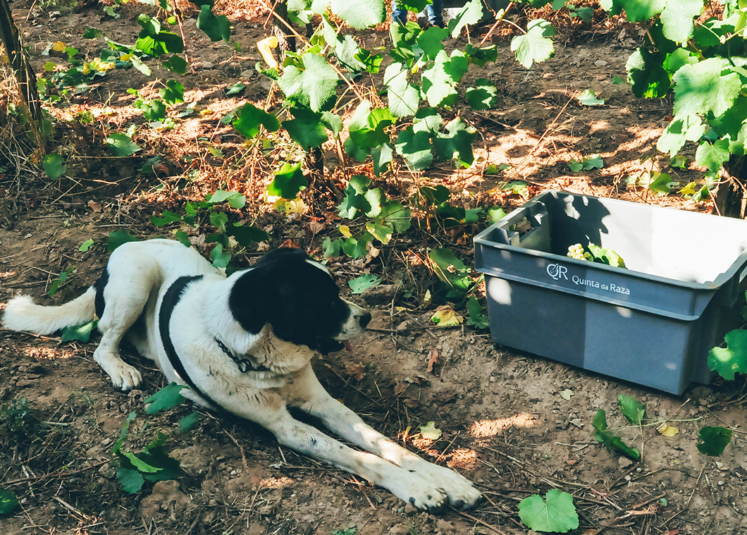 Malhado the dog and faithful companion of Quinta da Raza, rests by the vineyard.